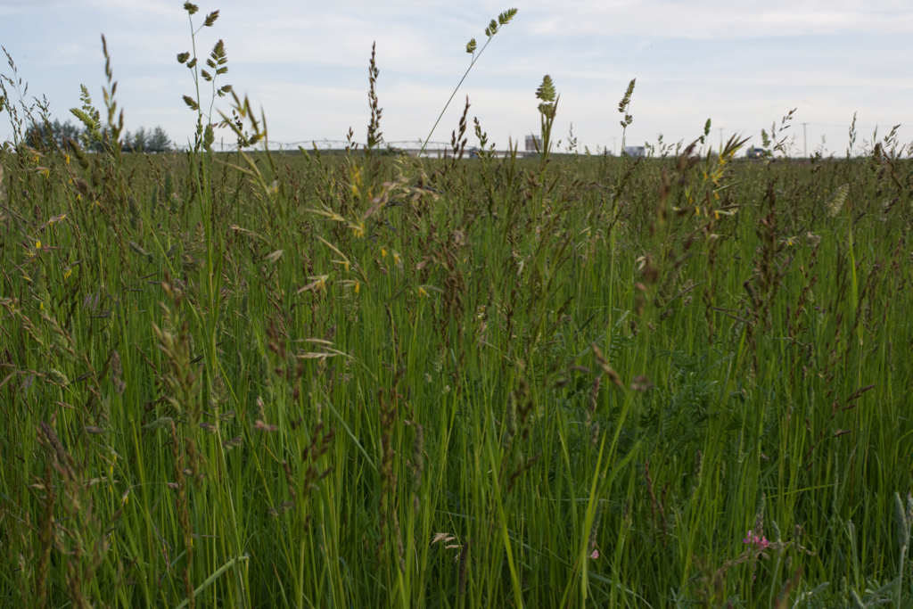 Irrigated Pasture Mix Haystack Mountain