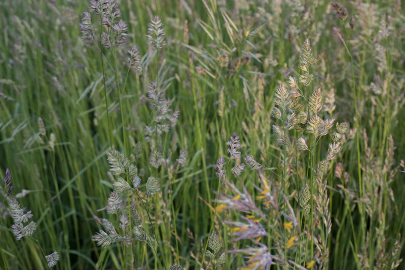 Potomac Orchardgrass Haystack Mountain